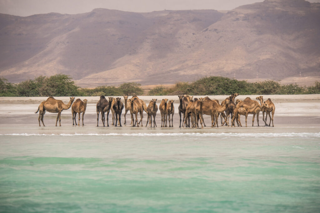 Kamele am Strand Dhofar